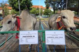 Presiden hingga Gubernur Jatim kurban sapi PO di Idul Adha 1446 H