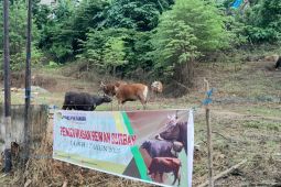 Pemprov  pastikan semua hewan kurban di Maluku layak konsumsi