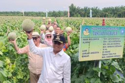 Boiren petani melon Serdang Bedagai beromset milyaran rupiah