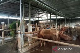 Pemkab Bantul optimalkan 10 puskeswan pastikan kesehatan hewan kurban