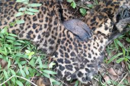 Temuan bangkai macan tutul di Garut diselidiki