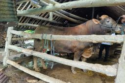 Sapi kurban Presiden di Yogyakarta dibagikan ke penggerobak sampah dan pasukan kuning