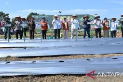 Pemkot Jambi siapkan 10 hektare dukung pemenuhan kebutuhan pangan