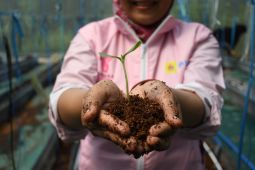Kebun Gizi Wagos di Gresik binaan PLN tingkatkan ekonomi petani lokal