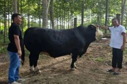 Presiden sumbang sapi kurban untuk warga Pulau Simeulue