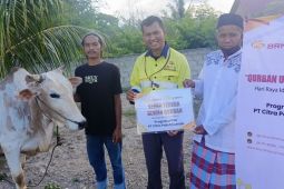 BRM-CPM Salurkan 34 Ekor Sapi pada Idul Adha 1446 H