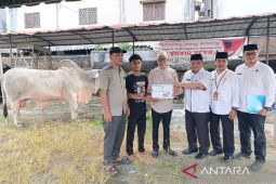 Sapi kurban Presiden Prabowo diserahkan ke Masjid Sultan di Tanjungbalai