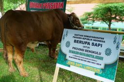 Presiden Prabowo serahkan bantuan 11 sapi kurban untuk Bengkulu