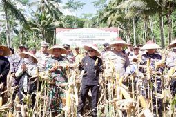 Forkopimda Banyuwangi panen raya jagung 10 hektare