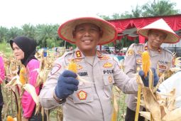 Panen jagung serentak kuartal 2, di  Simalungun 16 ton