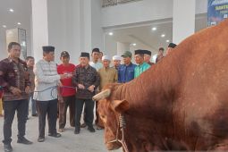 Gubernur Al Haris  serahkan sapi Banmas Presiden Prabowo