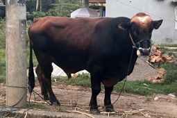 Daging kurban Presiden dibagikan warga tak mampu
