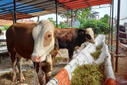 Pemkot Serang temukan puluhan hewan kurban sakit