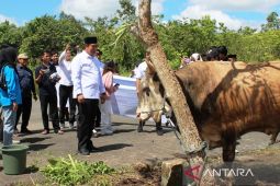 Pemkab Pulang Pisau terima 35 ekor hewan kurban bantuan Pemprov Kalteng
