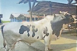 Presiden Prabowo sumbang seekor sapi kurban untuk pesantren di Palembang