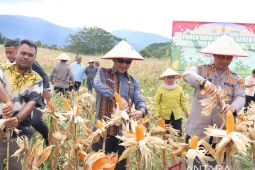Tapsel gelar panen raya jagung serentak dukung ketahanan pangan nasional