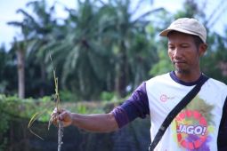 Pemkab Aceh Tamiang telusuri penyebab matinya padi warga yang baru seminggu ditanam