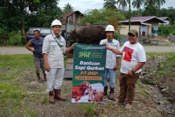 IMIP Salurkan 22 Sapi Kurban di Bahodopi Jelang Idul Adha