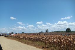 Presiden Prabowo hadiri panen raya jagung di Bengkayang Kalbar