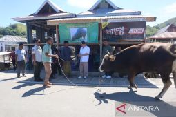 Pemkab Manggarai Barat menyerahkan bantuan sapi kurban bantuan Presiden