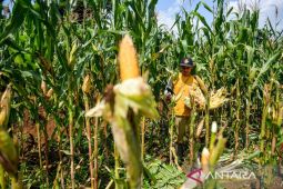 Panen jagung serentak kuartal II di Bandung