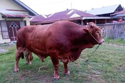 Tujuh sapi bantuan Presiden di Gorontalo siap didistribusikan
