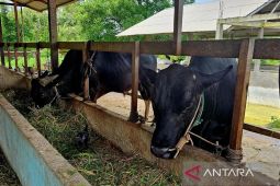 Seskab Teddy borong 35 sapi kurban dari peternak Boyolali Jawa Tengah