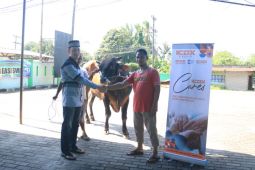 ICDX serahkan satu ekor sapi berbobot 700 kilogram ke Masjid Nurul Hikmah Desa Pagarawan