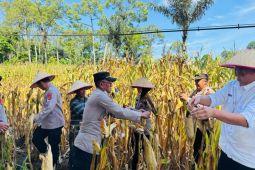 Polisi dan warga gelar panen raya jagung guna dukung ketahanan pangan
