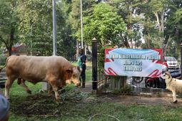 Masyarakat Banten diimbau jaga kebersihan daging kurban
