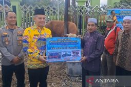 Bupati serahkan sapi kurban berbobot 862 kg bantuan Presiden bagi Gumas