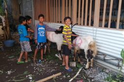 ANTARA Jatim kurban tiga ekor kambing di momen Idul Adha 1446 H