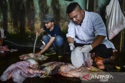 Pemeriksaan kelayakan dan keamanan daging kurban