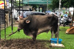 Masjid Al Fatah Ambon salurkan daging kurban kepada warga miskin
