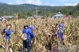 Bulog Rejang Lebong targetkan serap jagung 1.650 ton