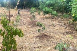 Dispertan Garut meminta petani untuk tanam palawija saat kemarau