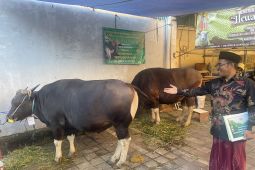 Sapi kurban bantuan Presiden dibagi ke lintas agama di Sanur Kauh