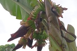 Fenomena langka pohon pisang berbuah empat tandan