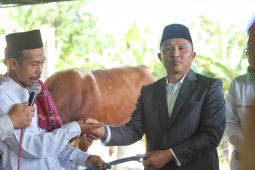 Bupati salurkan bantuan hewan kurban Presiden ke masyarakat Lampung Barat
