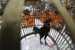 Kanit Reskrim Polsek Mollo Utara dibebaskan dari jabatannya dan dipatsus