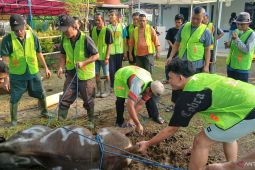 Menunaikan ibadah kurban melalui gotong royong dan kebersamaan