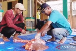 DKP3 Metro temukan 82 kasus hewan kurban terjangkit cacing hati