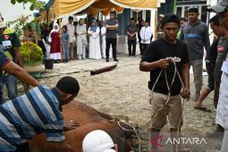 Gubernur Sumut saksikan penyembelihan  hewan kurban di Kampung Nelayan