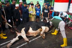 Pemkot Balikpapan awasi pemotongan sapi Presiden di Masjid Al Ula