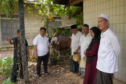 Pemkab HST bagikan tujuh sapi kurban untuk masyarakat