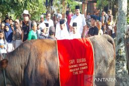 Bupati Madina serahkan Sapi kurban Prabowo ke masyarakat Gunung Baringin