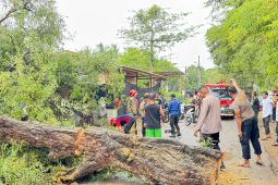 BPBD: Angin kencang sebabkan pohon tumbang di Aceh Besar
