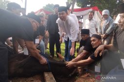 Ketua DPD RI  sembelih langsung sapi kurban dalam rangka Idul Adha