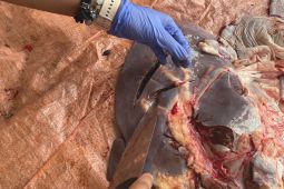 Petugas temukan cacing pada hati dua ekor sapi kurban di Yogyakarta