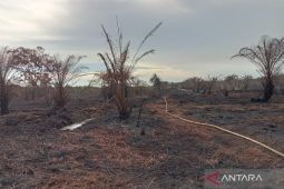 Hujan padamkan kebakaran lahan gambut di Mukomuko